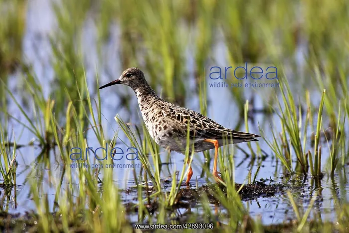  : Ruff - in water