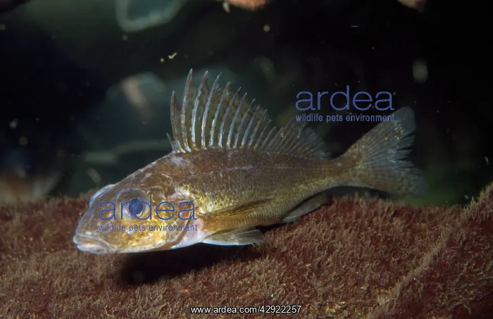 : Ruffe / Pope Fish : Ruffe / Pope Fish