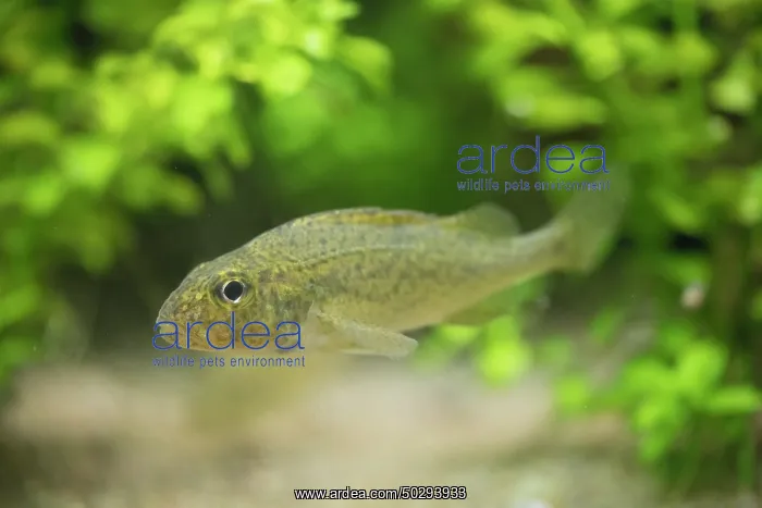 : Ruffe - under water - Germany : Ruffe - under water - Germany