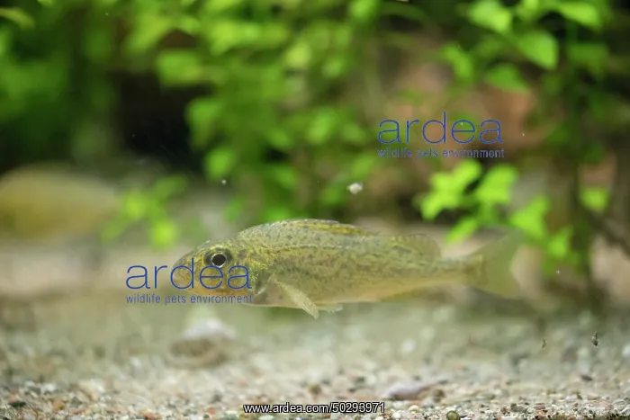 : Ruffe - under water - Germany : Ruffe - under water - Germany
