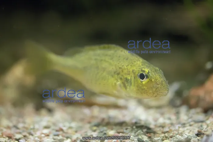 : Ruffe - under water - Germany : Ruffe - under water - Germany