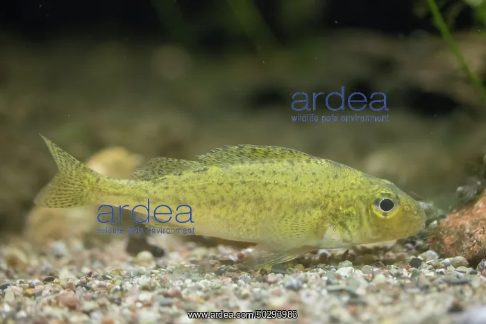 : Ruffe - under water - Germany : Ruffe - under water - Germany