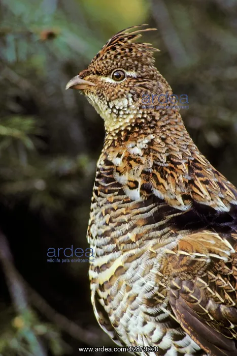 : Ruffed Grouse : Ruffed Grouse