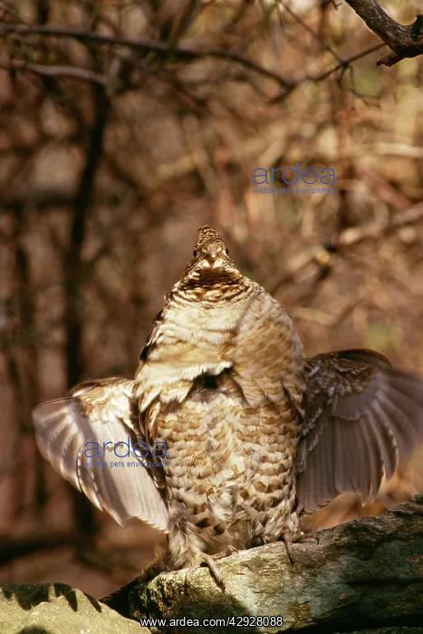 : Ruffed Grouse : Ruffed Grouse