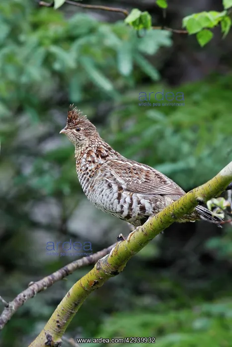  : Ruffed Grouse