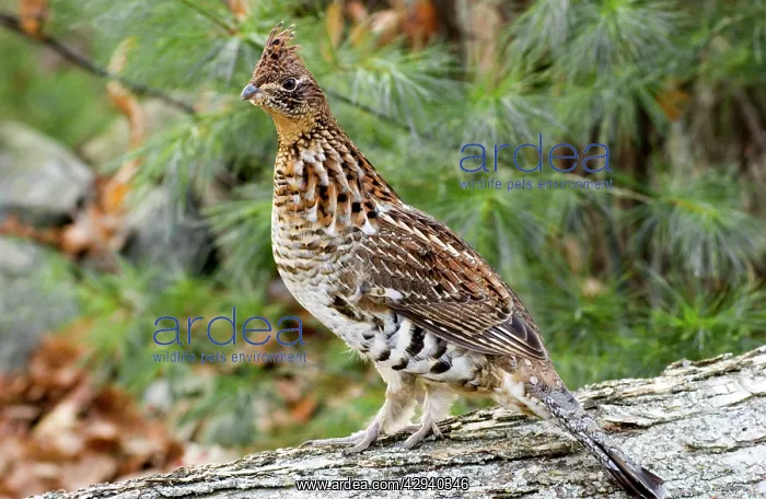  : Ruffed Grouse