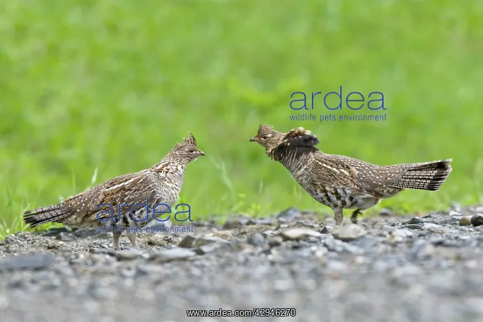 : Ruffed Grouse : Ruffed Grouse