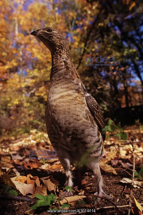  : Ruffed Grouse