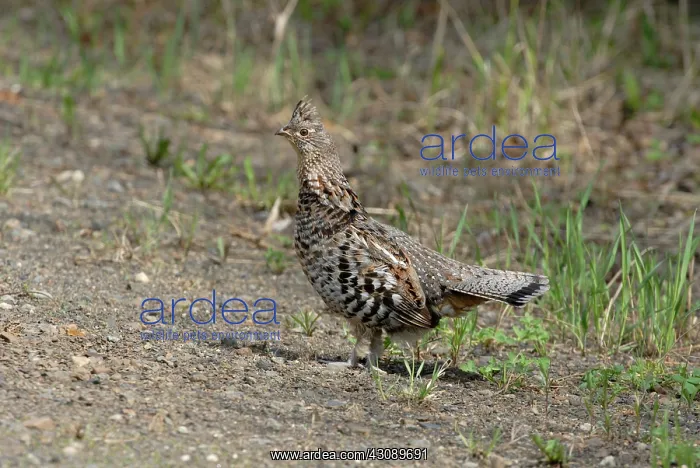 : Ruffed Grouse : Ruffed Grouse