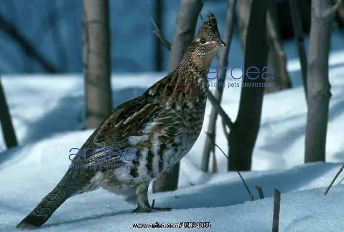 : Ruffed Grouse : Ruffed Grouse