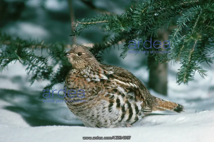 : Ruffed Grouse : Ruffed Grouse
