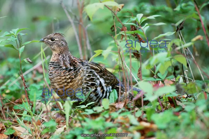 : Ruffed Grouse : Ruffed Grouse