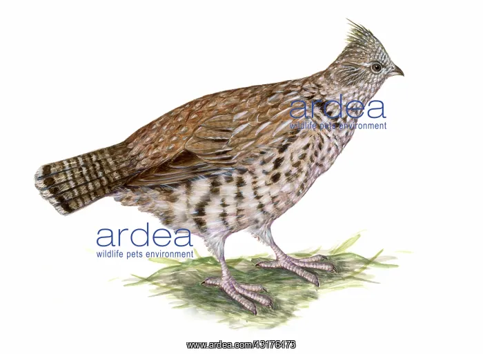 : Ruffed Grouse : Ruffed Grouse