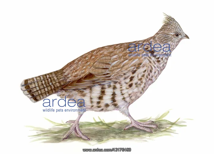 : Ruffed Grouse : Ruffed Grouse