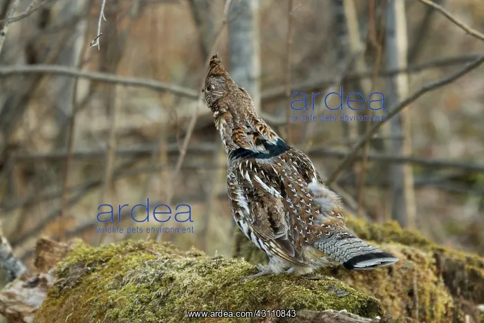 : Ruffed Grouse Concealing from Predators : Ruffed Grouse Concealing from Predators