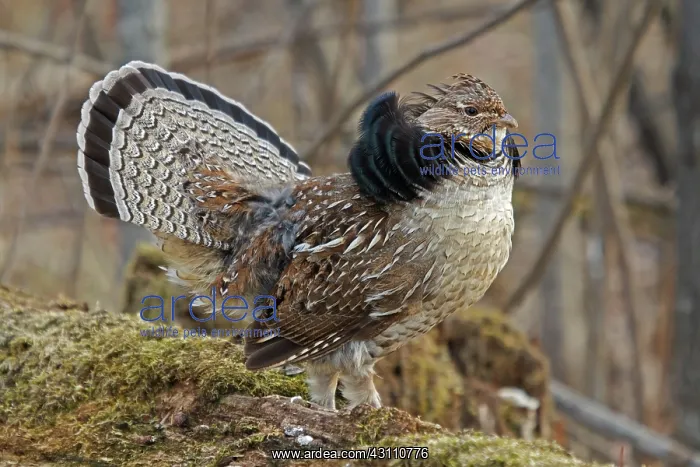 : Ruffed Grouse Courtship Display : Ruffed Grouse Courtship Display