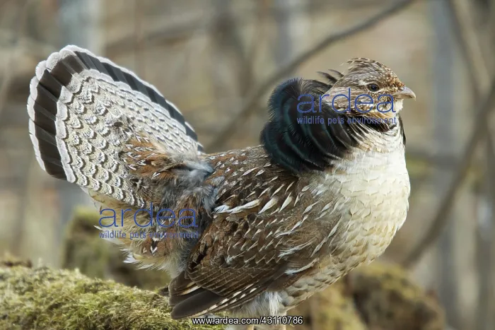 : Ruffed Grouse Courtship Display : Ruffed Grouse Courtship Display