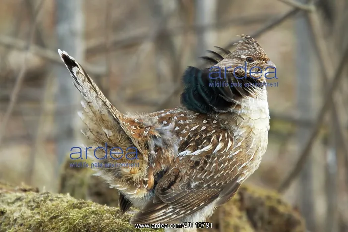: Ruffed Grouse Courtship Display : Ruffed Grouse Courtship Display