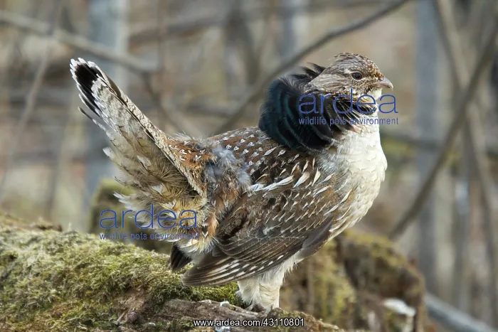 : Ruffed Grouse Courtship Display : Ruffed Grouse Courtship Display