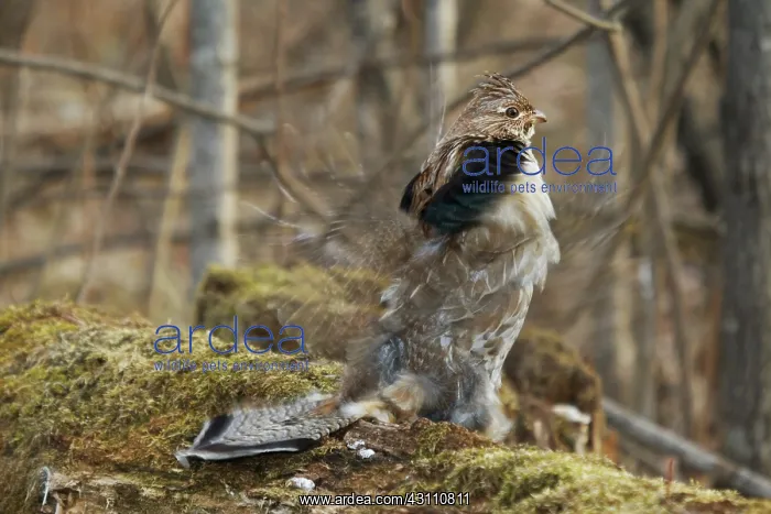 : Ruffed Grouse Courtship Display : Ruffed Grouse Courtship Display