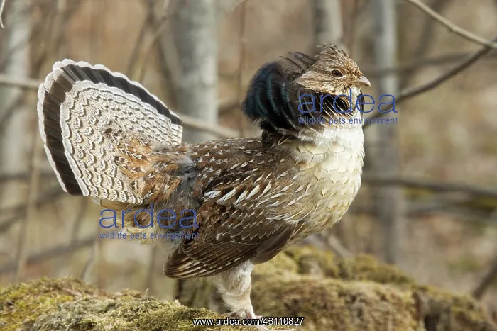 : Ruffed Grouse Courtship Display : Ruffed Grouse Courtship Display