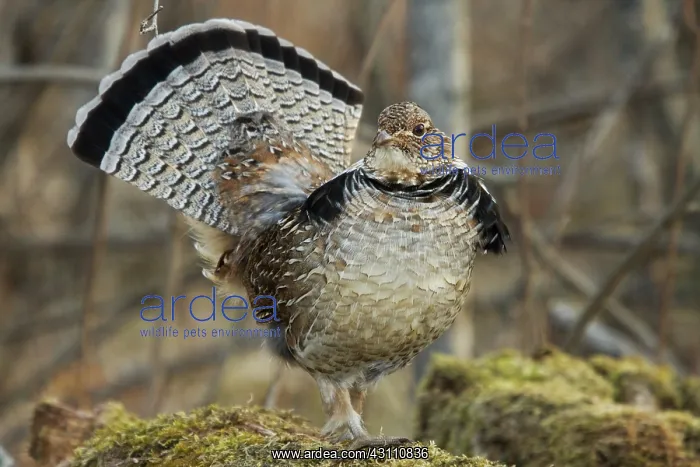 : Ruffed Grouse Courtship Display : Ruffed Grouse Courtship Display