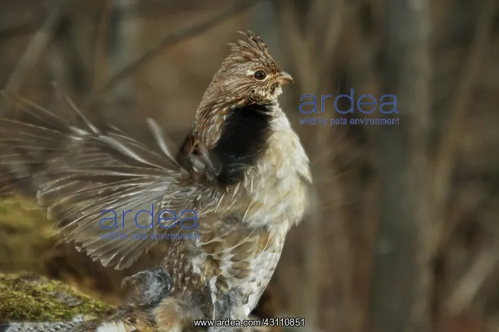 : Ruffed Grouse Courtship Display : Ruffed Grouse Courtship Display