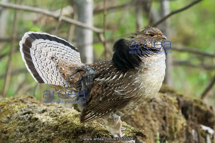 : Ruffed Grouse Courtship Display : Ruffed Grouse Courtship Display