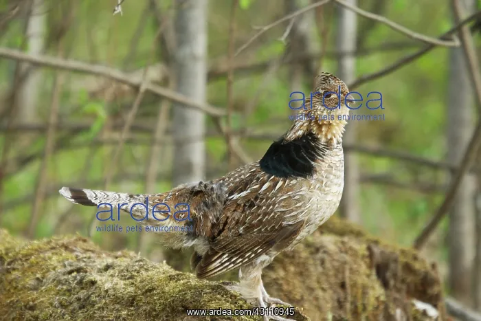 : Ruffed Grouse Courtship Display : Ruffed Grouse Courtship Display