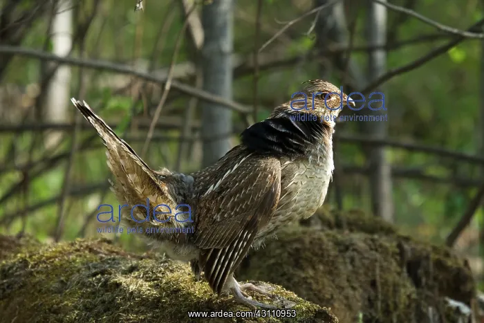 : Ruffed Grouse Courtship Display : Ruffed Grouse Courtship Display