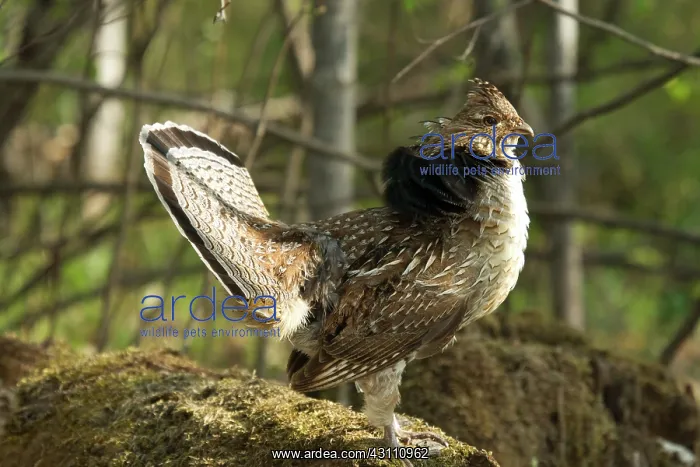 : Ruffed Grouse Courtship Display : Ruffed Grouse Courtship Display