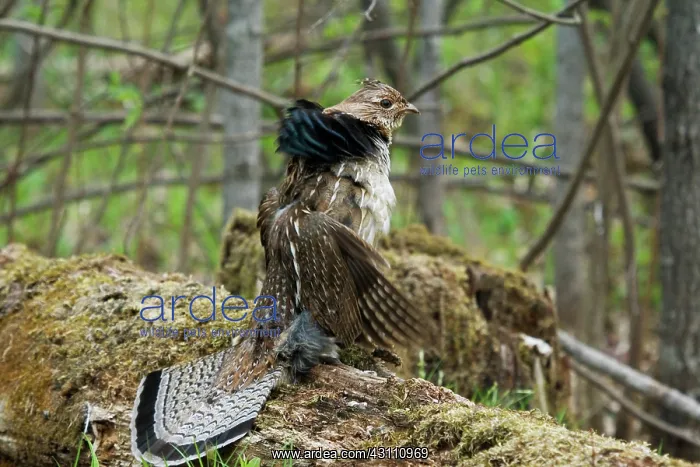 : Ruffed Grouse Courtship Display : Ruffed Grouse Courtship Display