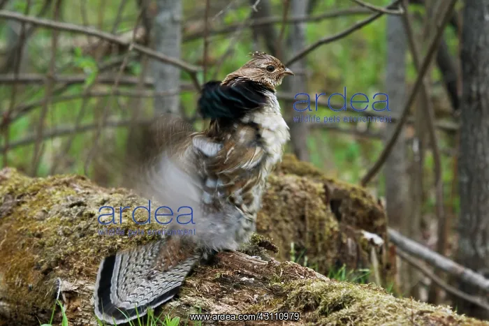 : Ruffed Grouse Courtship Display : Ruffed Grouse Courtship Display