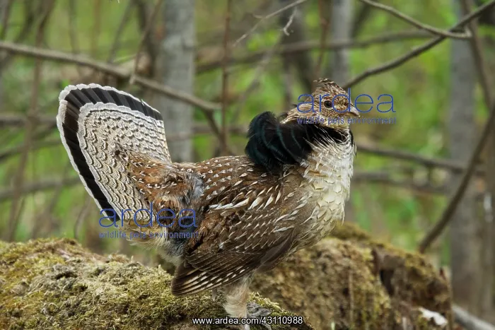 : Ruffed Grouse Courtship Display : Ruffed Grouse Courtship Display