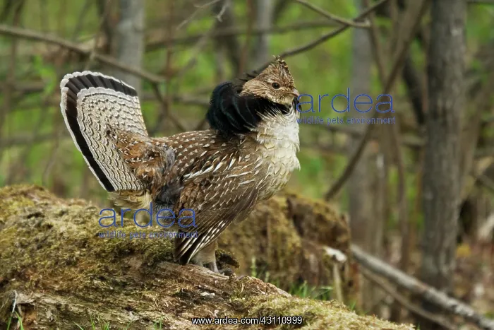  : Ruffed Grouse Courtship Display