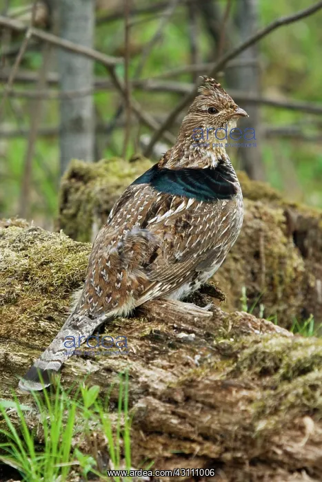 : Ruffed Grouse Courtship Display : Ruffed Grouse Courtship Display