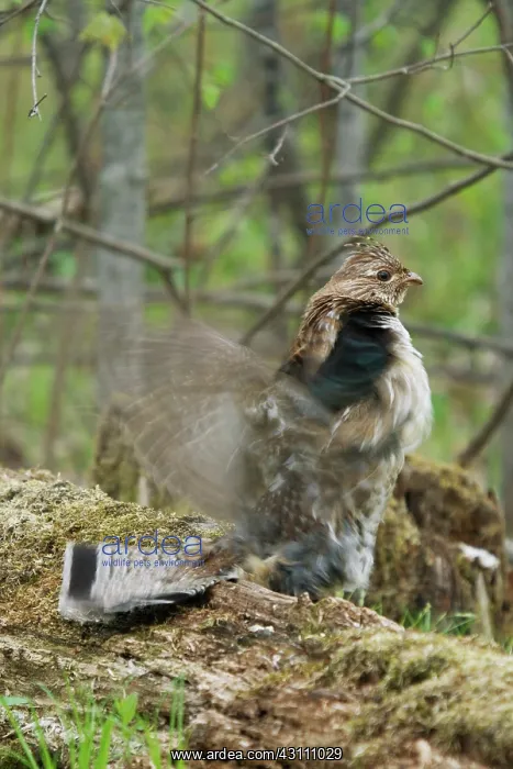: Ruffed Grouse Courtship Display : Ruffed Grouse Courtship Display
