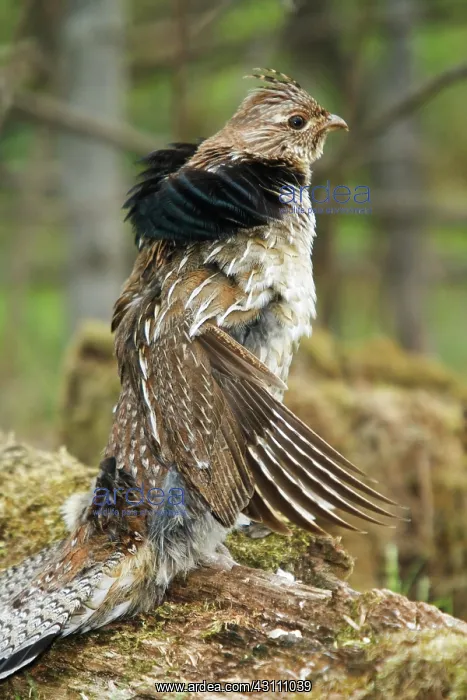 : Ruffed Grouse Courtship Display : Ruffed Grouse Courtship Display