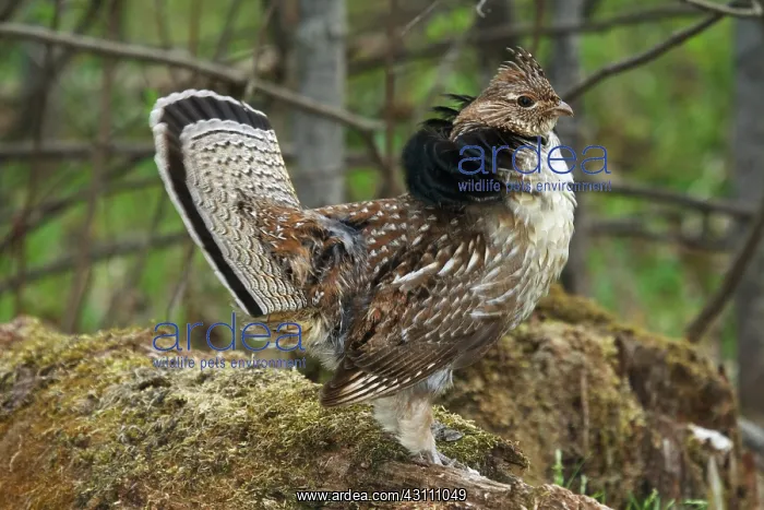 : Ruffed Grouse Courtship Display : Ruffed Grouse Courtship Display