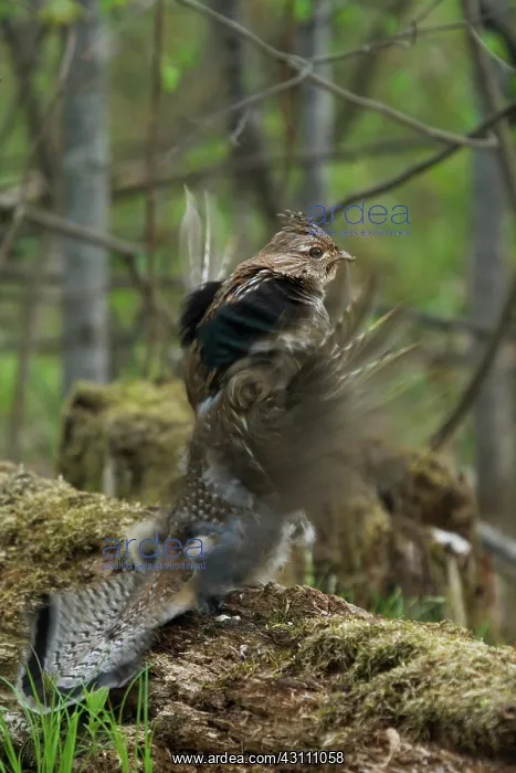 : Ruffed Grouse Courtship Display : Ruffed Grouse Courtship Display