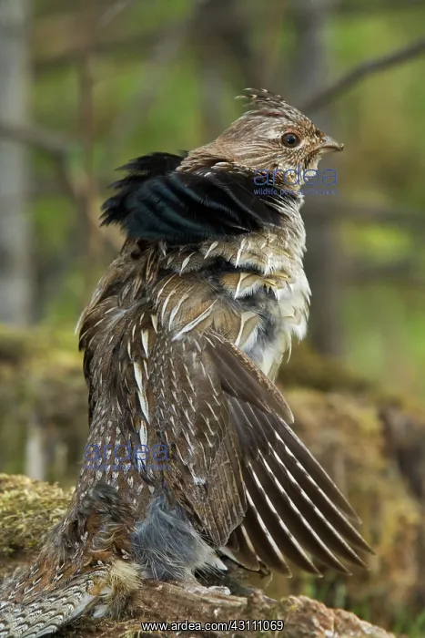 : Ruffed Grouse Courtship Display : Ruffed Grouse Courtship Display