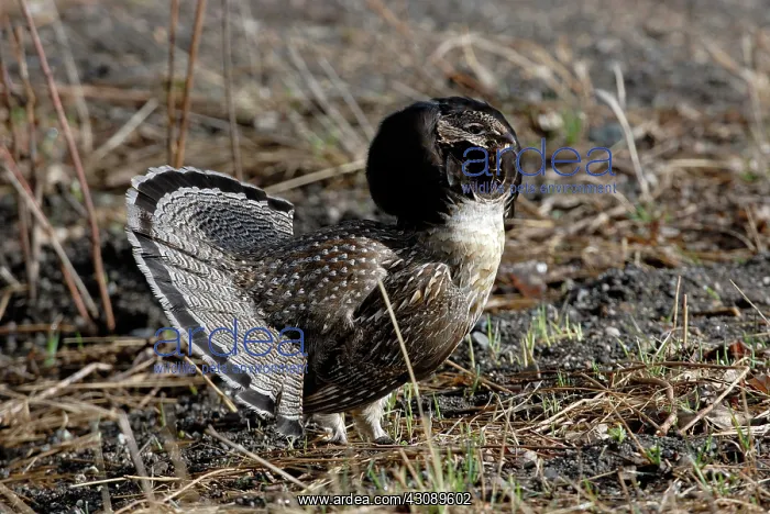 : Ruffed Grouse Displaying : Ruffed Grouse Displaying