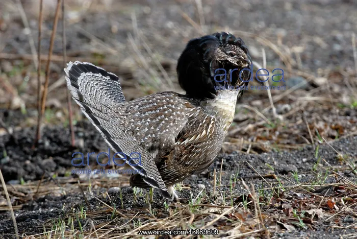 : Ruffed Grouse Displaying : Ruffed Grouse Displaying