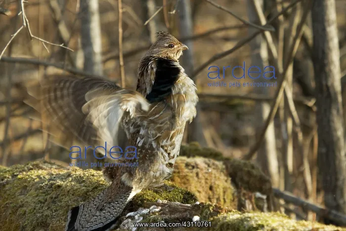 : Ruffed Grouse Drumming : Ruffed Grouse Drumming
