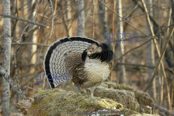 : Ruffed Grouse Drumming : Ruffed Grouse Drumming