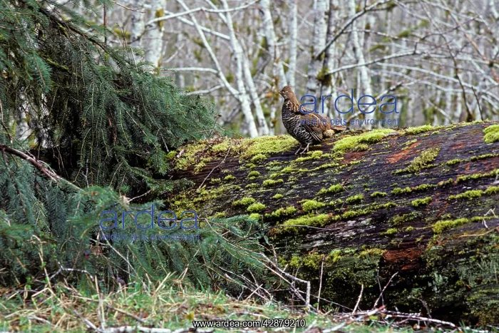 : Ruffed Grouse on drumming log : Ruffed Grouse on drumming log