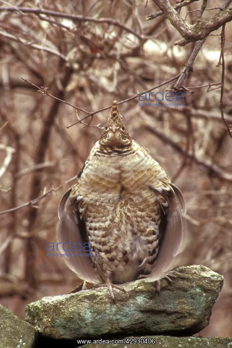 : Ruffed GROUSE - drumming on old stone wall : Ruffed GROUSE - drumming on old stone wall