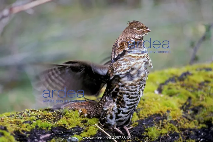 : Ruffed Grouse drumming (spring mating-territorial : Ruffed Grouse drumming (spring mating-territorial