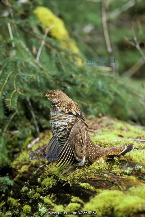 : Ruffed Grouse drumming (spring mating-territorial display) : Ruffed Grouse drumming (spring mating-territorial display)