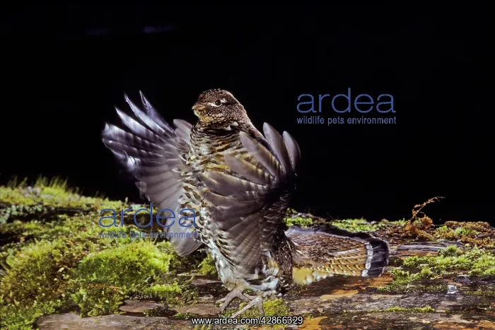 : Ruffed Grouse - drumming (spring mating-territorial display) : Ruffed Grouse - drumming (spring mating-territorial display)